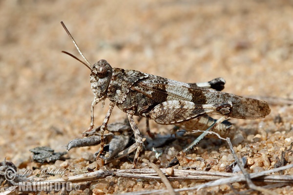 Blue-winged Grasshopper (Oedipoda caerulescens)