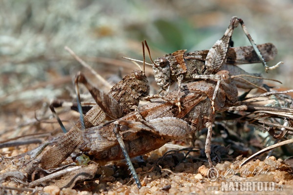 Blue-winged Grasshopper (Oedipoda caerulescens)