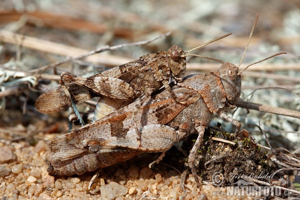 Blue-winged Grasshopper (Oedipoda caerulescens)