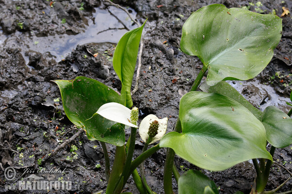 Bog Arum (Calla palustris)