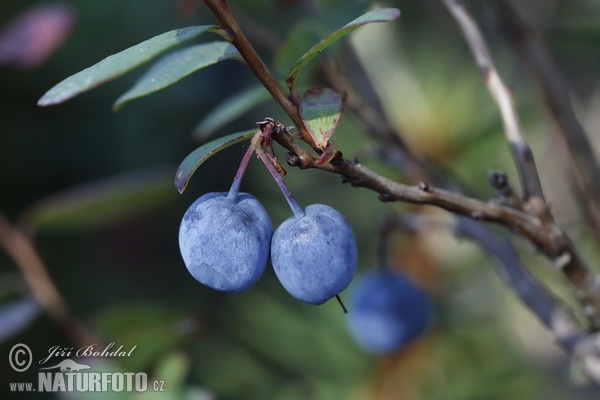 Bog Bilberry (Vaccinium uliginosum)