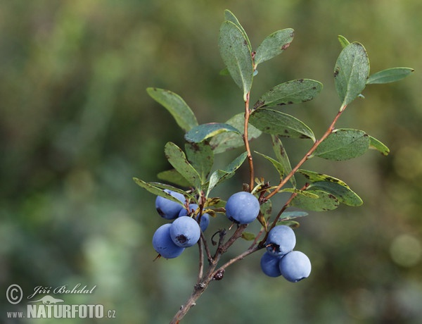 Bog Bilberry (Vaccinium uliginosum)