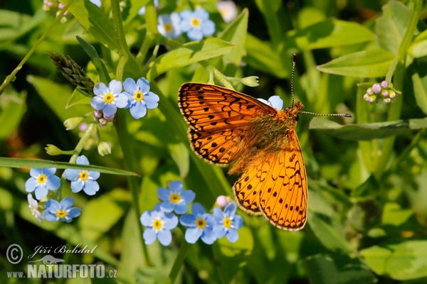 Bog Fritillary (Proclossiana eunomia)