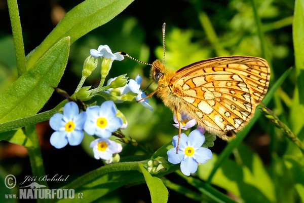 Bog Fritillary (Proclossiana eunomia)