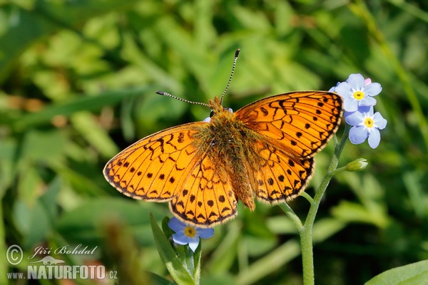 Bog Fritillary (Proclossiana eunomia)