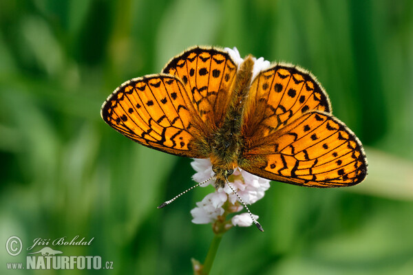 Bog Fritillary (Proclossiana eunomia)