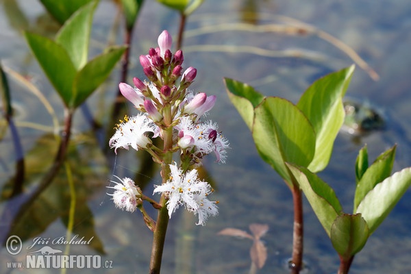 Bogbean (Menyanthes trifoliata)