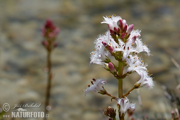 Bogbean (Menyanthes trifoliata)