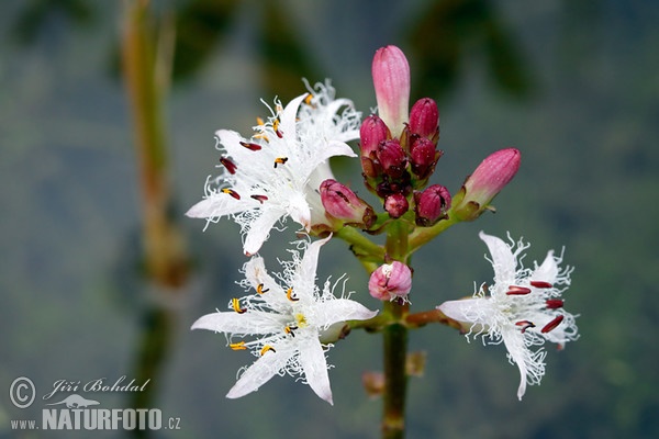 Bogbean (Menyanthes trifoliata)