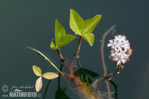 Bogbean (Menyanthes trifoliata)