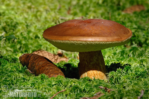 Boletus badius