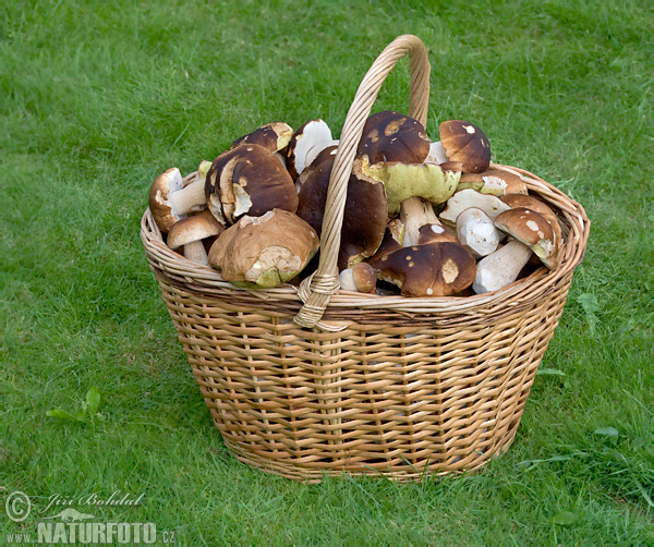 Boletus edulis