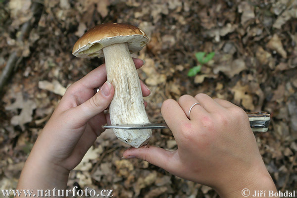 Boletus edulis