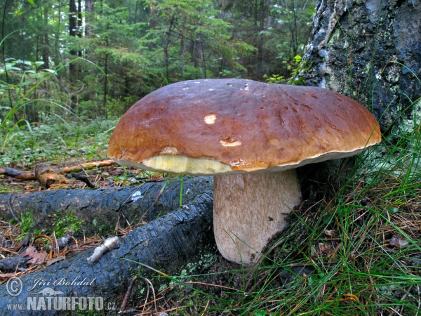 Boletus edulis