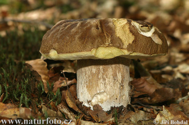 Boletus reticulatus