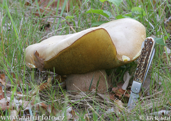 Boletus reticulatus