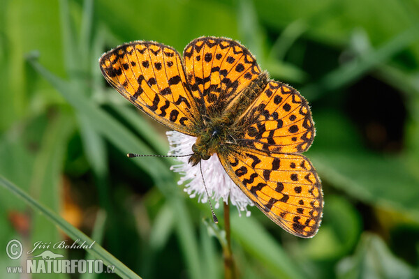 Boloria selene