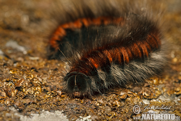 Bombyx de la ronce