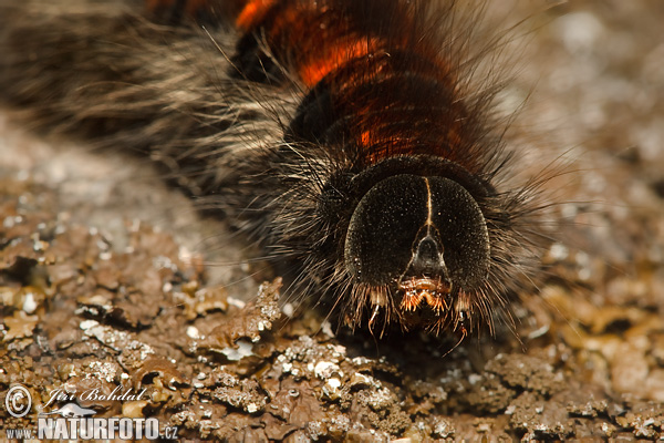 Bombyx de la ronce