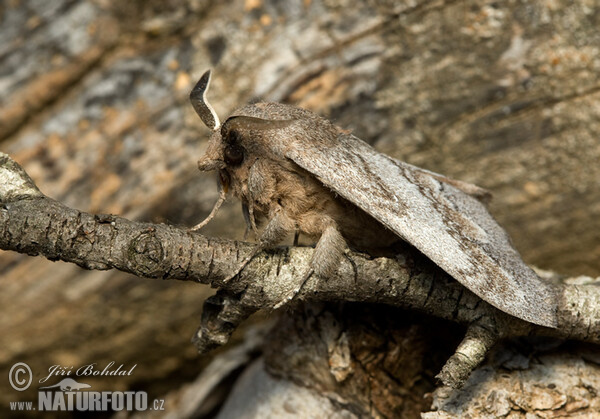 Bombyx du pin