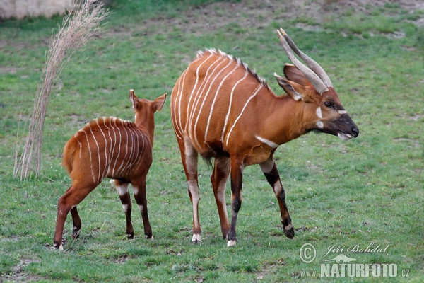 Bongo (Tragelaphus eurycerus isaaci)