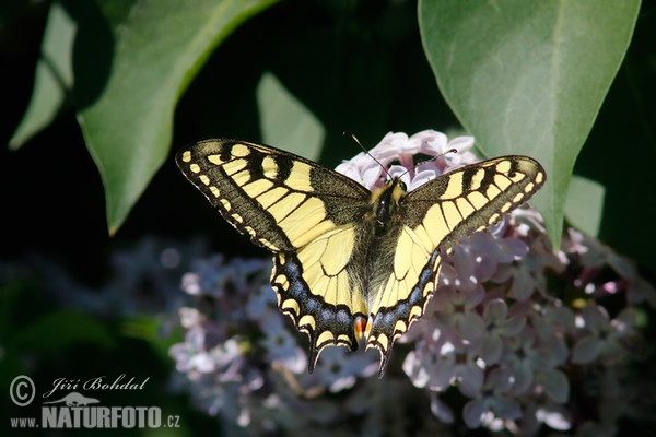 Borboleta cauda-de-andorinha