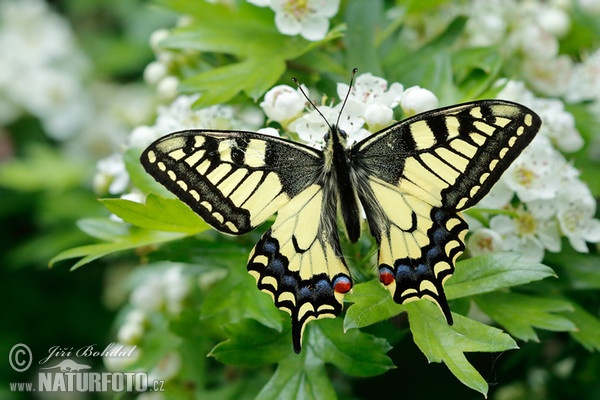 Borboleta cauda-de-andorinha