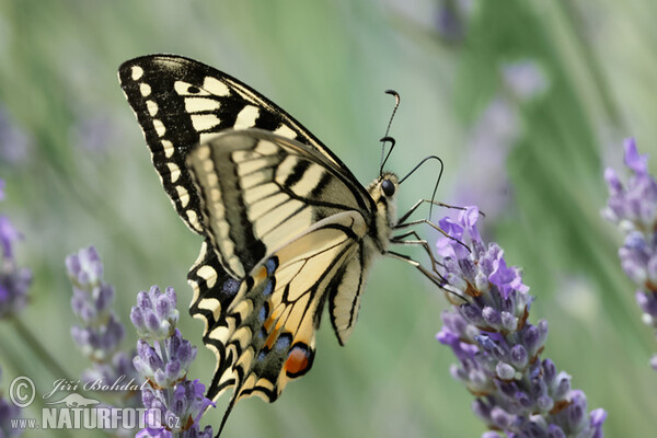 Borboleta cauda-de-andorinha