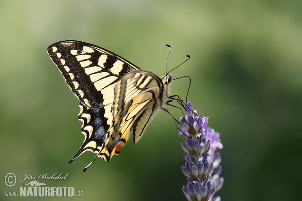 Borboleta cauda-de-andorinha