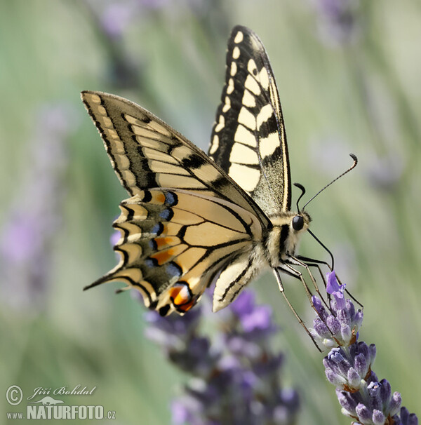 Borboleta cauda-de-andorinha