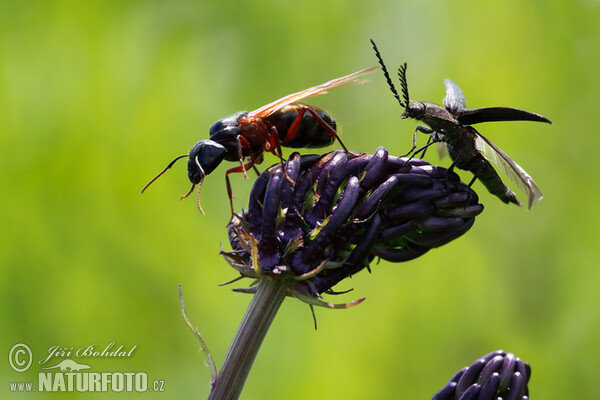 Boreal Carpenter Ant (Camponotus herculeanus)