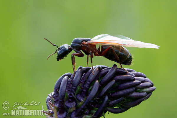 Boreal Carpenter Ant (Camponotus herculeanus)