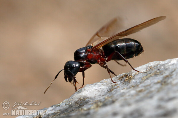 Boreal Carpenter Ant (Camponotus herculeanus)