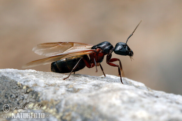 Boreal Carpenter Ant (Camponotus herculeanus)
