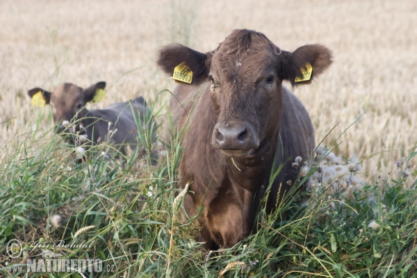 Bos taurus