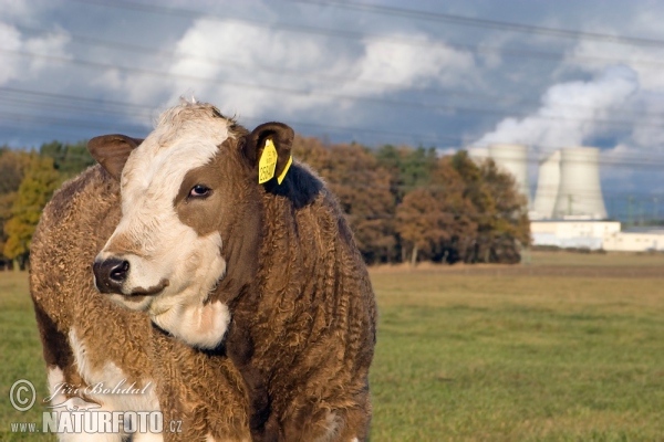 Bos taurus