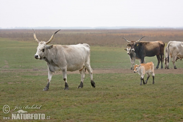 Bos taurus