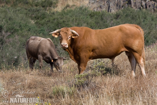 Bos taurus