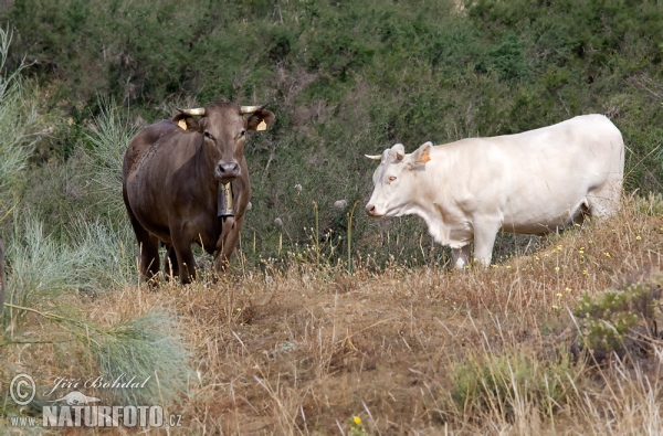 Bos taurus