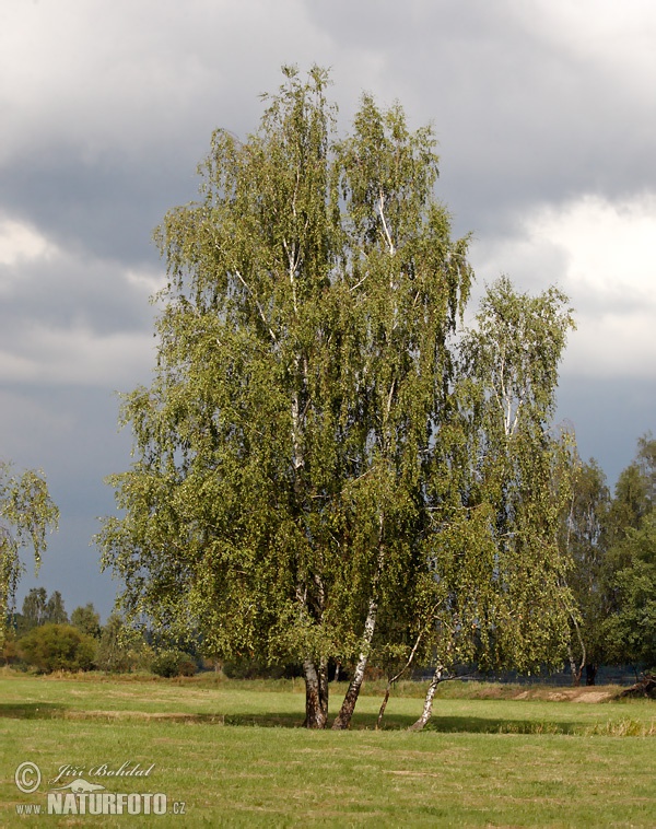 Bouleau verruqueux