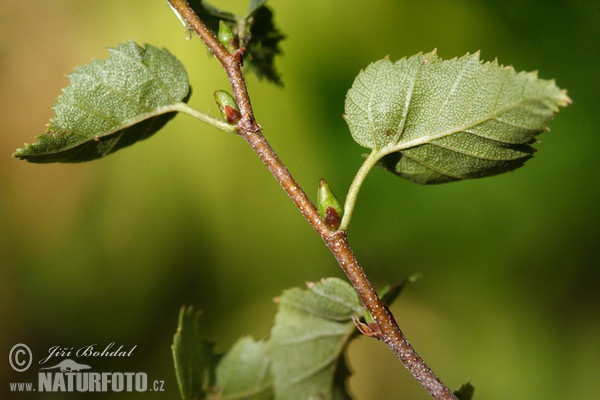 Bouleau verruqueux