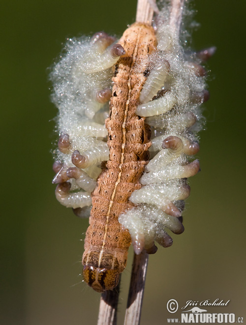 Braconidae sp.