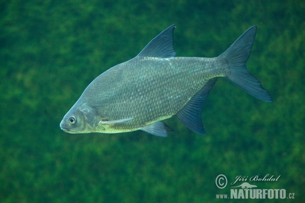 Bream (Abramis brama)