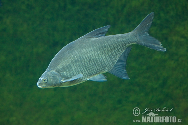 Bream (Abramis brama)