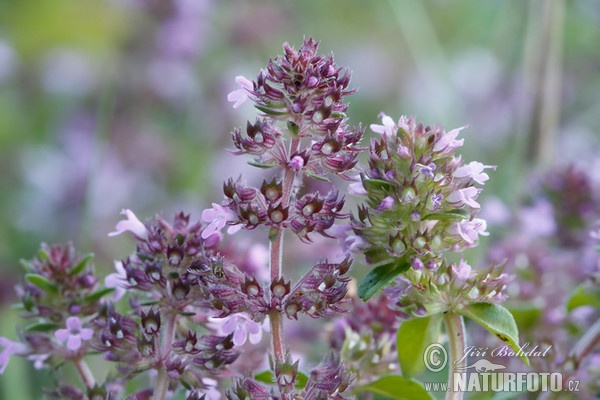 Breckland Thyme (Thymus serpyllum)