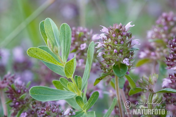 Breckland Thyme (Thymus serpyllum)