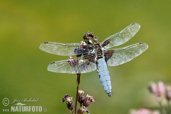 Bred blålibelle