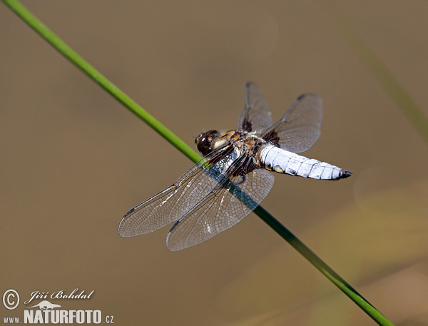 Bred blålibelle