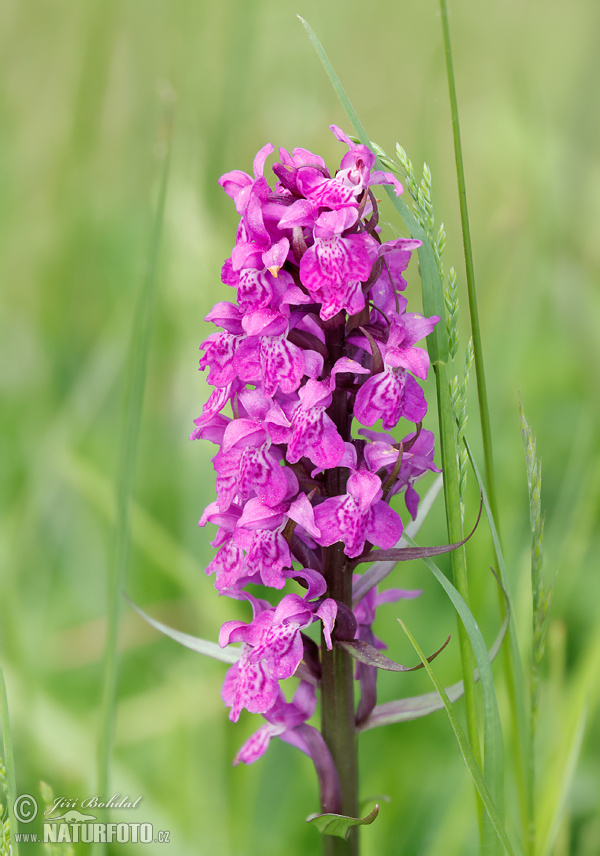 Brede Orchis