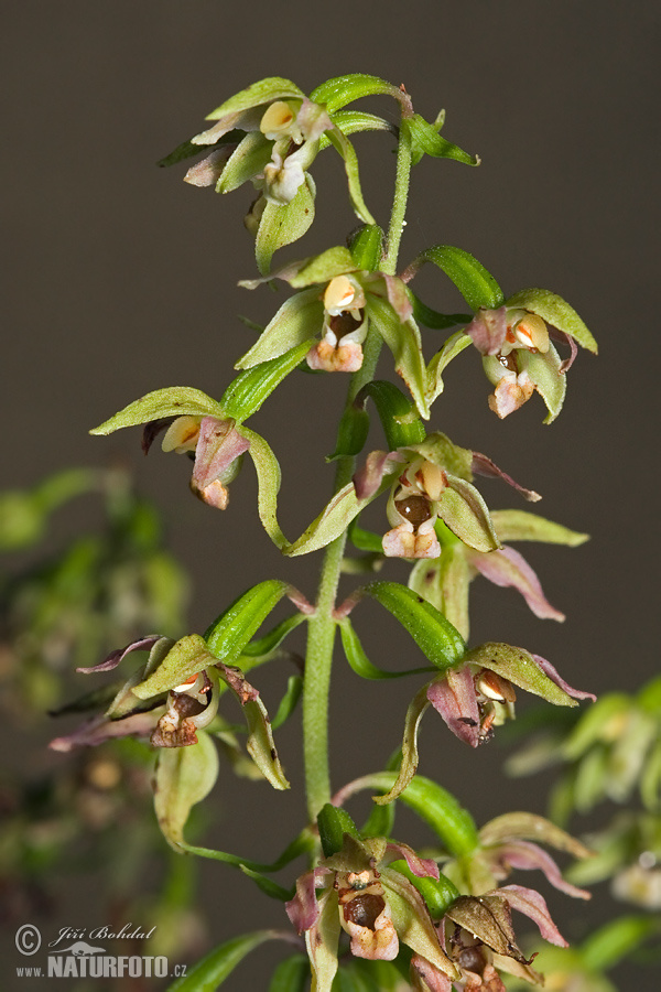 Brede wespenorchis